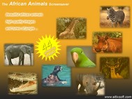 African Animals Screensaver screenshot